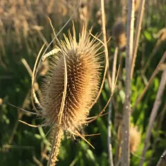 wild teasel thumbnail 3