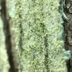 Chaenothecopsis ochroleuca thumbnail 2