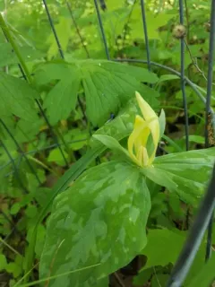 yellow wakerobin thumbnail 2