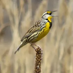 Eastern Meadowlark thumbnail 4