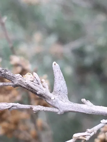 Rhopalomyia lignea
