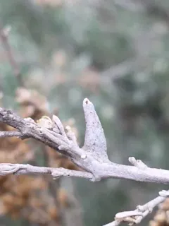 Rhopalomyia lignea thumbnail 1