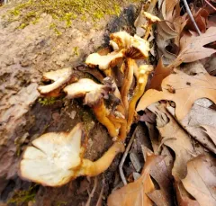 Sheathed Woodtuft thumbnail 2
