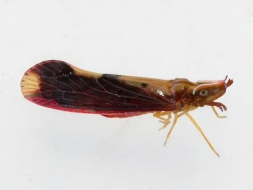Otiocerus stollii