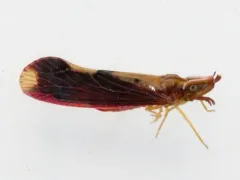Otiocerus stollii thumbnail 1