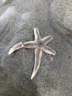 Sand Star thumbnail 2