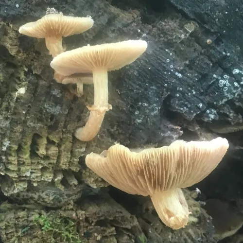 Sheathed Woodtuft