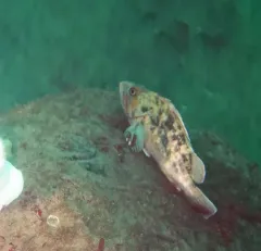 Brown Rockfish thumbnail 3
