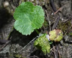 Physoderma pluriannulatum thumbnail 4