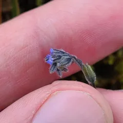 Early Forget-me-not thumbnail 2