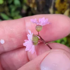 Bulbous woodland star thumbnail 3