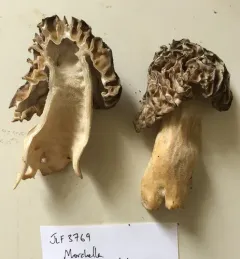 Morchella populiphila thumbnail 2