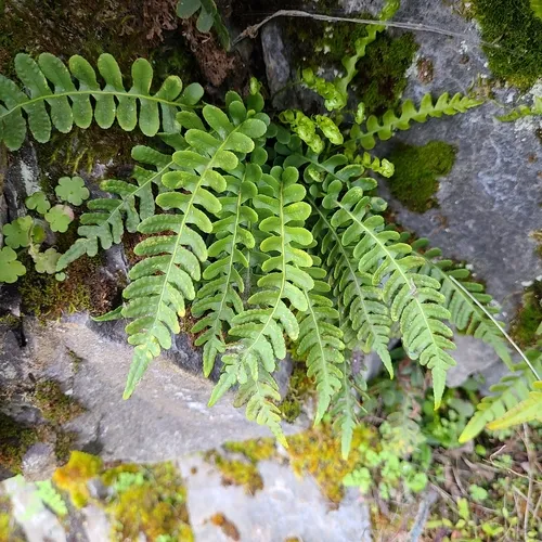 irregular polypody