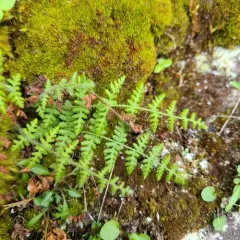 Rocky Mountain woodsia thumbnail 2