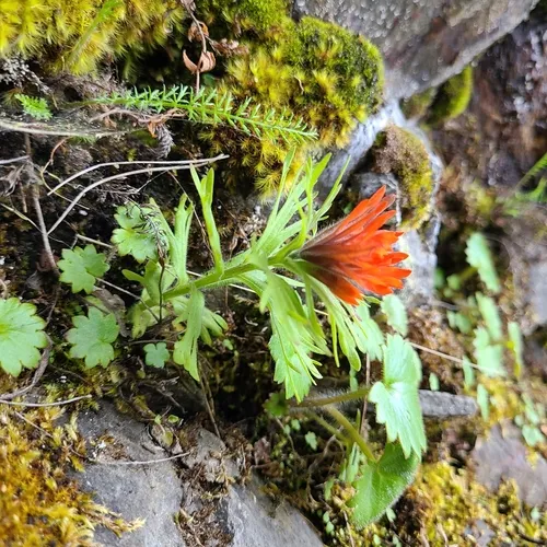 Cliff Paintbrush