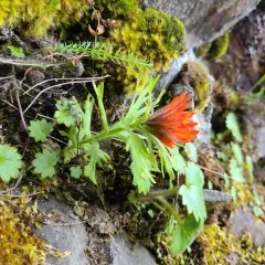 Cliff Paintbrush thumbnail 1