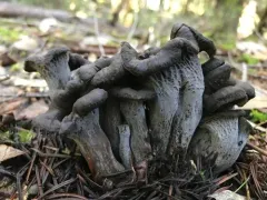 Black Chanterelle thumbnail 2