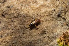 Ichneumon clasma thumbnail 2