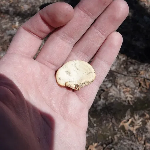 Neofavolus americanus