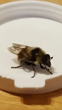 Tricoloured Bumblefly thumbnail 4