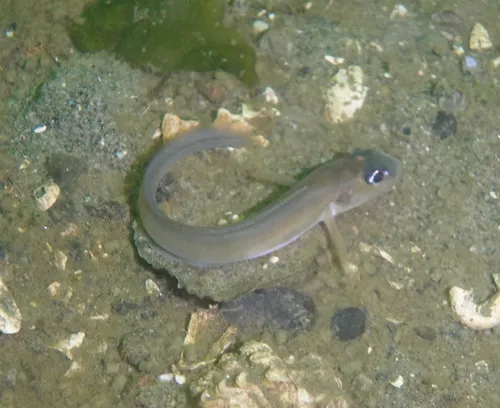 Blackbelly Eelpout