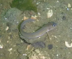 Blackbelly Eelpout thumbnail 1