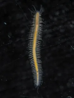 Micropodarke dubia thumbnail 1