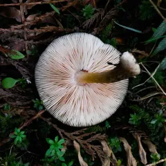 Western Deer Mushroom thumbnail 2