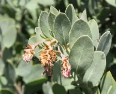 hoary manzanita thumbnail 4