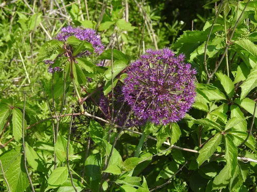Persian Onion