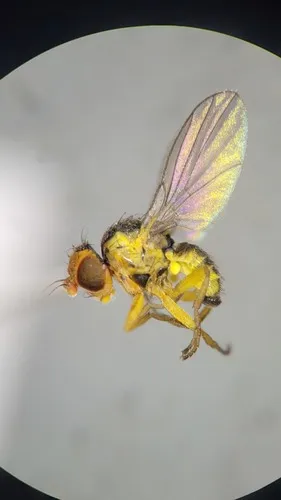 Liriomyza minor