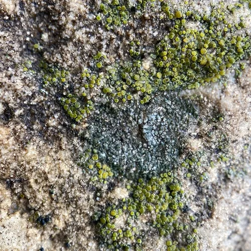 Chiseled Sunken Disk Lichen