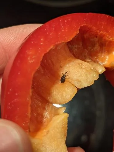 Pepper Weevil