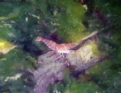 Coonstriped Shrimp thumbnail 2