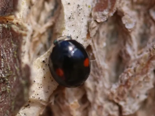 Twice-stabbed Sigil Lady Beetle