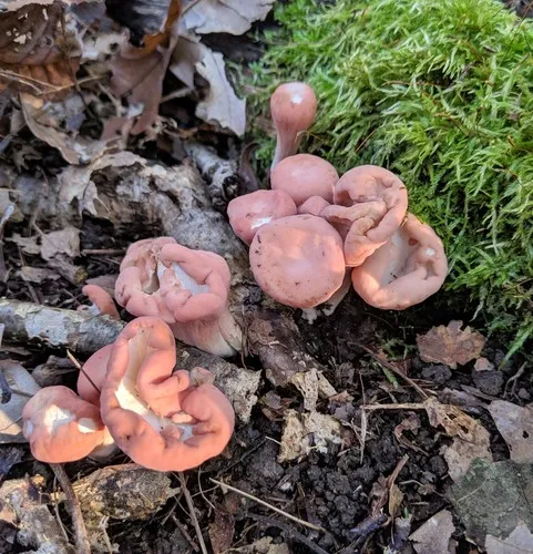 Clavariadelphus unicolor