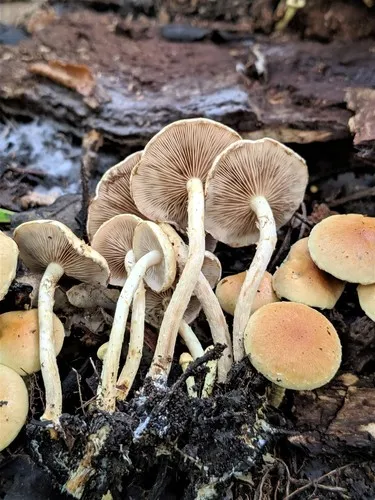 Pholiota parvula