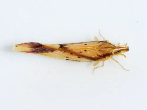 Otiocerus reaumurii
