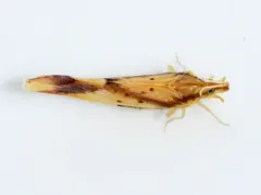 Otiocerus reaumurii thumbnail 1