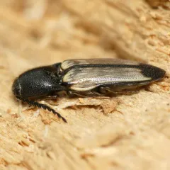 Flaxen Click Beetle thumbnail 2
