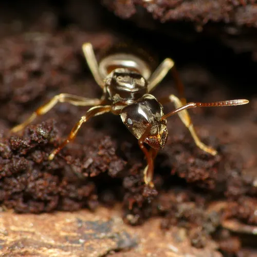 Shaded Fuzzy Ant