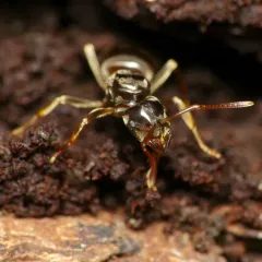 Shaded Fuzzy Ant thumbnail 1