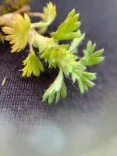 Slender parsley-piert thumbnail 1