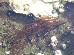 red sea spaghetti thumbnail 2