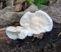 Donkia pulcherrima thumbnail 2