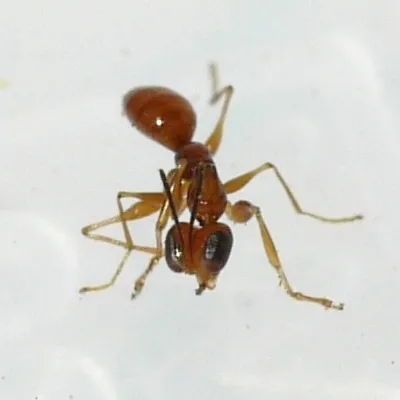 Esagonatopus niger