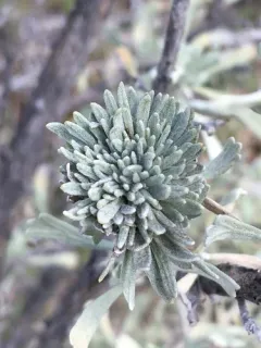 Leafy Bud Gall Midge thumbnail 4