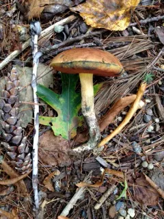 Boletus subluridellus thumbnail 4