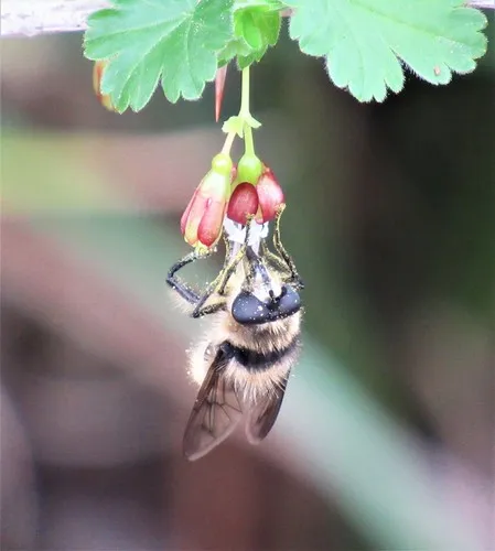 Williston's Bumble Fly