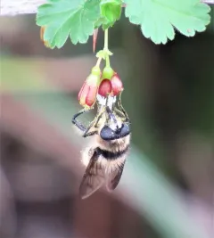 Williston's Bumble Fly thumbnail 1